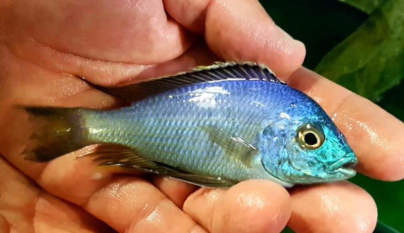 Copadichromis insularis 'Chidunga Rocks'